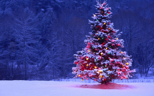 A lone, snow-covered pine tree in a snowy field covered in bright Christmas lights.